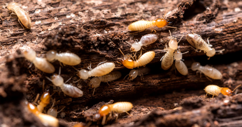 Termite Inspection Services